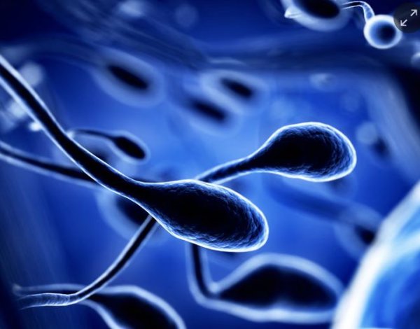 新研究发现：有害化学物质叠加气候变化，或致全球物种生育率下降